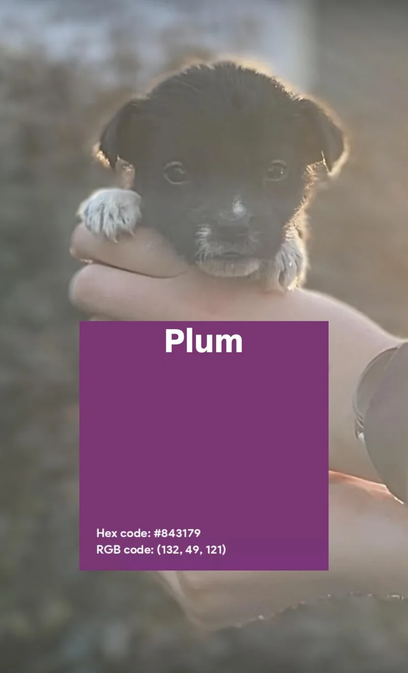 Plum
