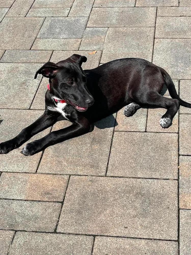 A baby medium-sized female Tricolor (Brown, Black, & White) Labrador Retriever dog named Orchid for adoption in Valley Stream, NY