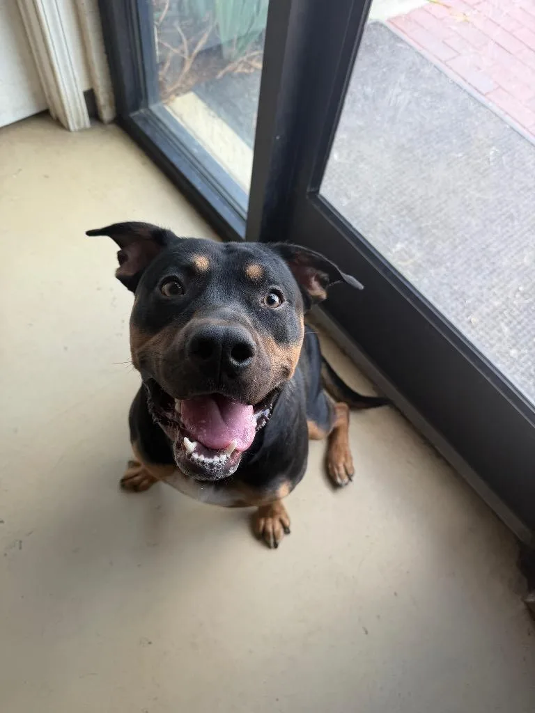 A young large-sized male Black Pit Bull Terrier dog named Mac for adoption in Tullahoma, TN