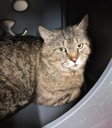 An adult large-sized male Tabby (Brown / Chocolate) Domestic Short Hair cat named Farley for adoption in Butte, MT