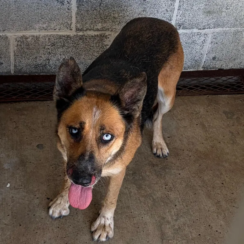 An adult medium-sized female Brown / Chocolate German Shepherd Dog dog named Camela for adoption in Edinburg, TX