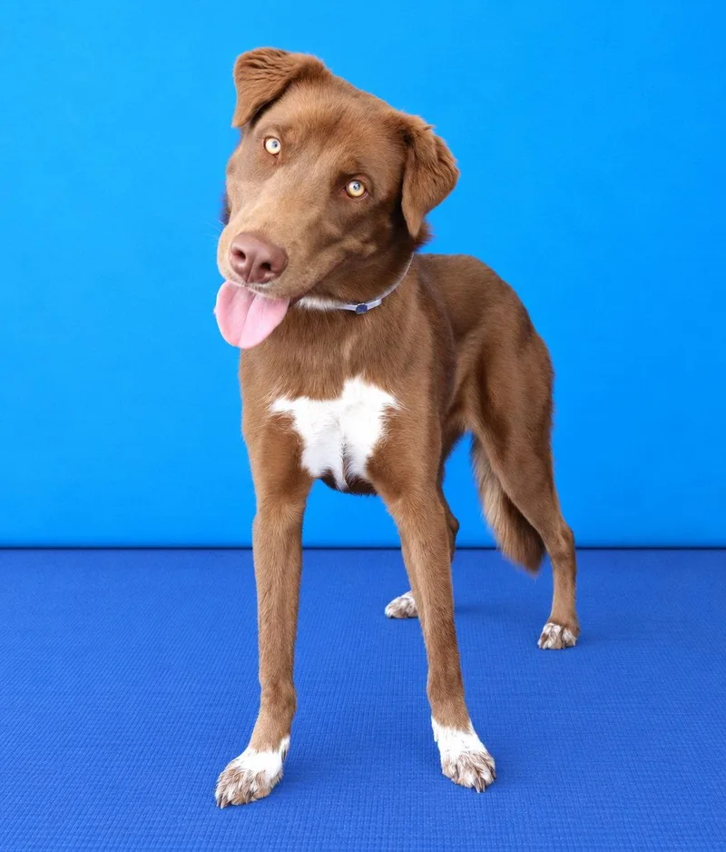 A young medium-sized female Australian Shepherd dog named Autumn for adoption in Pasadena, CA