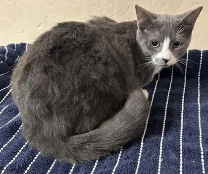 An adult small-sized female Domestic Short Hair cat named Lil for adoption in Phoenix, AZ