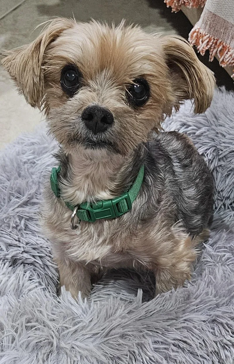 An adult small-sized female Yorkshire Terrier dog named Reece for adoption in Saint Louis, MO