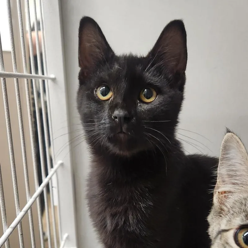 A baby small-sized female Black Domestic Short Hair cat named Blue for adoption in Colorado Springs, CO
