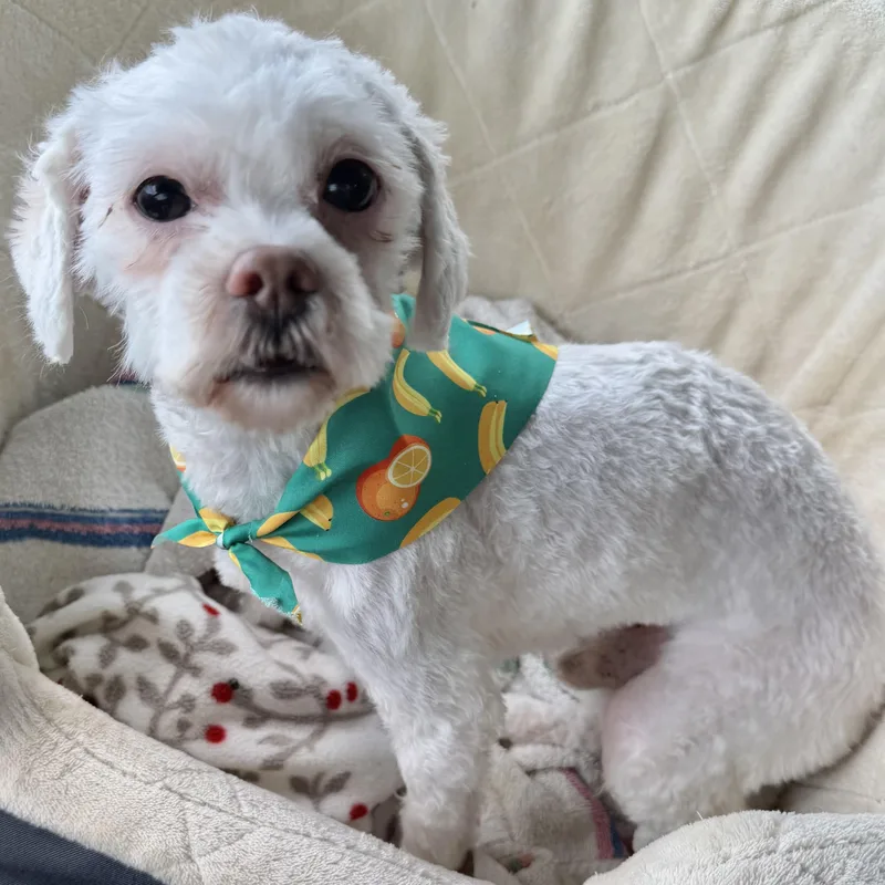 A young small-sized male White / Cream Maltipoo dog named Woody Lee Turner for adoption in Plano, TX