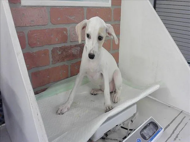 A baby small-sized female Chihuahua dog named Channel for adoption in Houston, TX