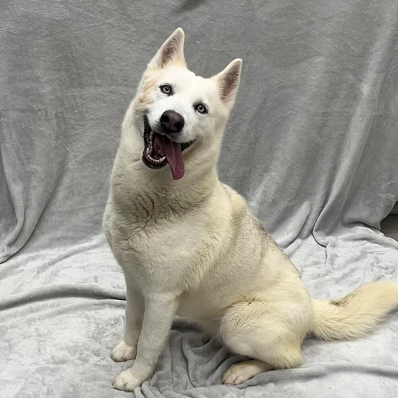 An adult large-sized female White / Cream Husky dog named Khleo for adoption in Pleasantville, NJ