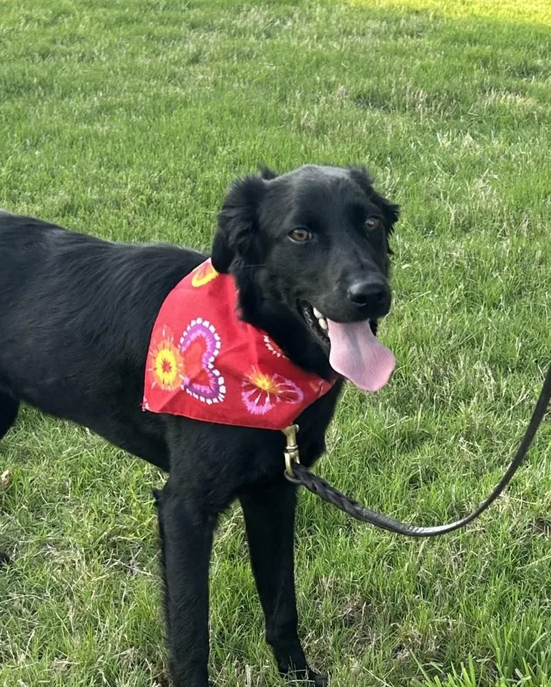 A baby medium-sized female Black Flat-Coated Retriever dog named Ellie for adoption in Horn Lake, MS
