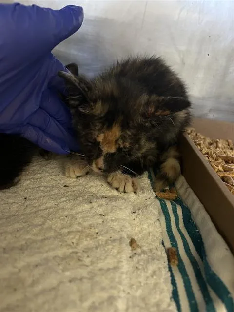 A baby small-sized female Domestic Short Hair cat named Shelby for adoption in Long Beach, CA