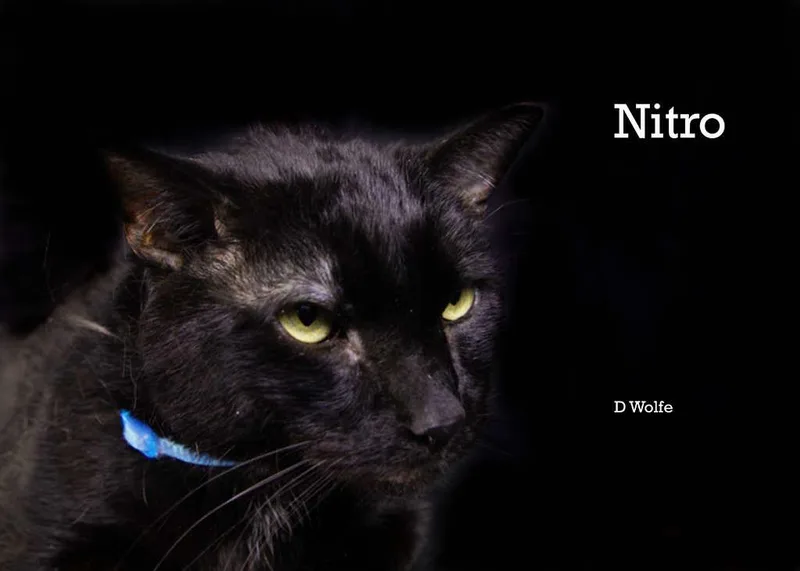 An adult large-sized male Black Domestic Short Hair cat named Nitro for adoption in York, NE