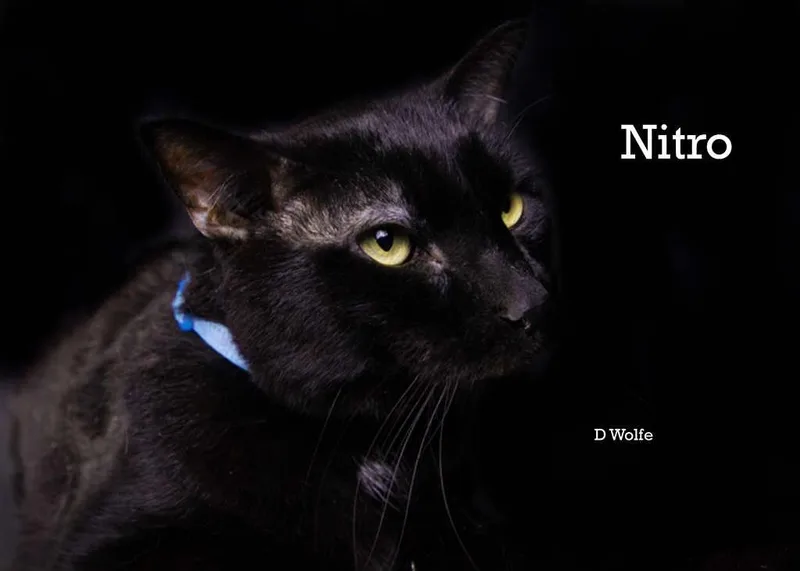 Nitro thumbnail 2