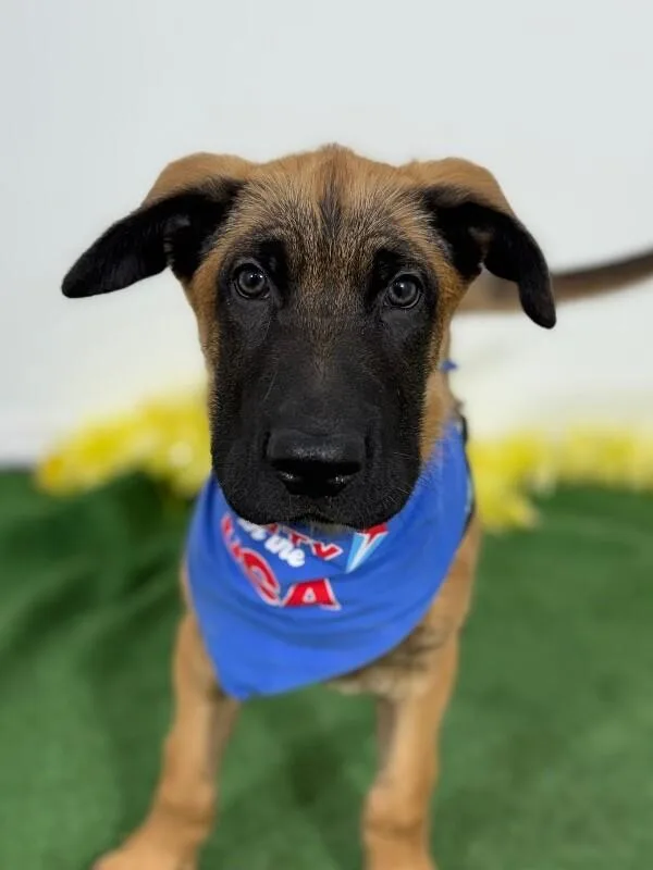 A baby medium-sized male Brown / Chocolate Belgian Shepherd / Malinois dog named Lion for adoption in Carlsbad, CA