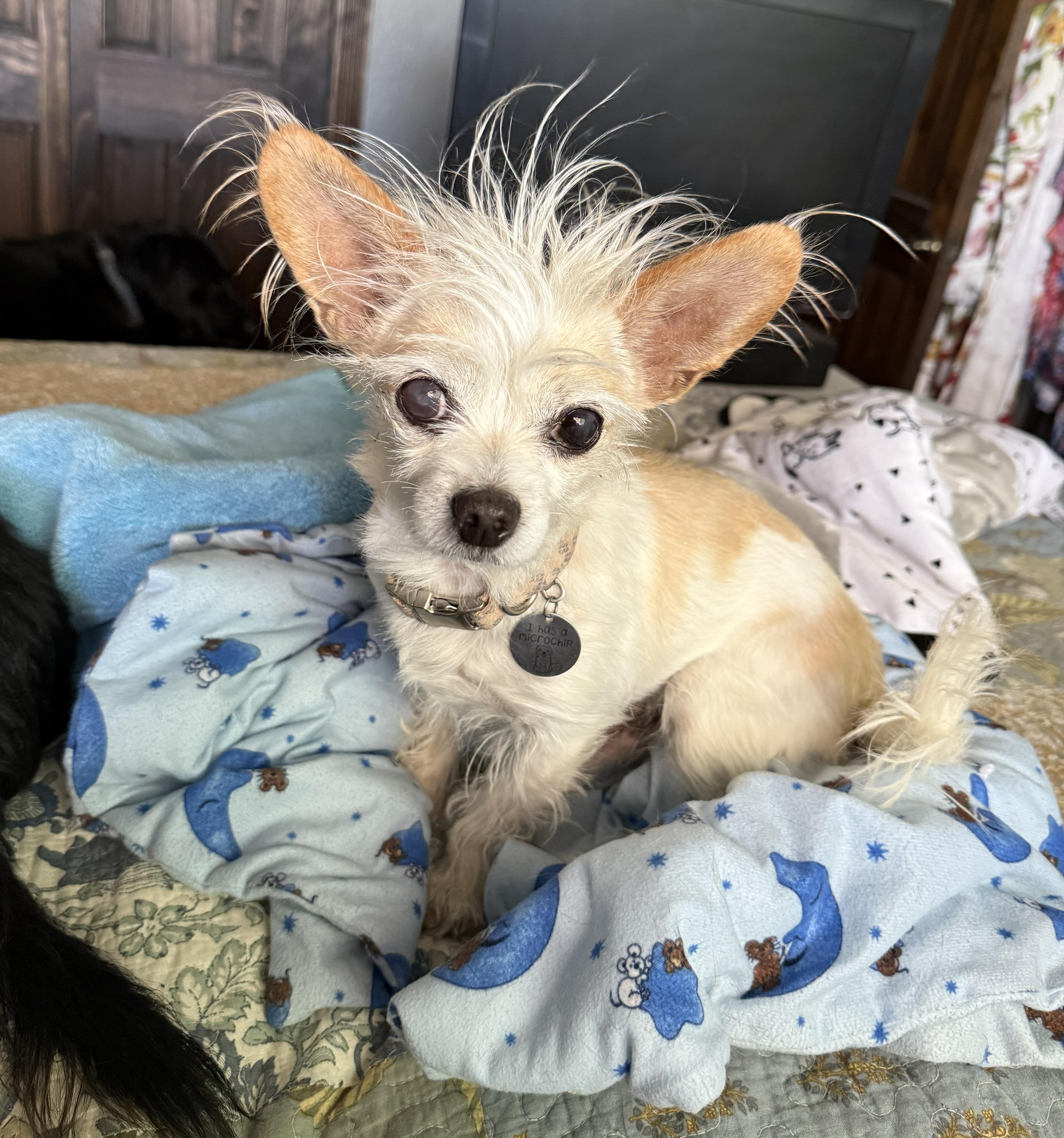 An adult small-sized male White / Cream Maltese dog named Talented Lil Mr Tanner for adoption in Albuquerque, NM
