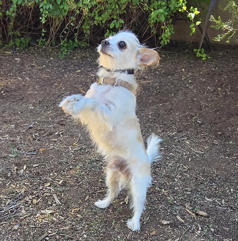 Talented Lil Mr Tanner thumbnail 2