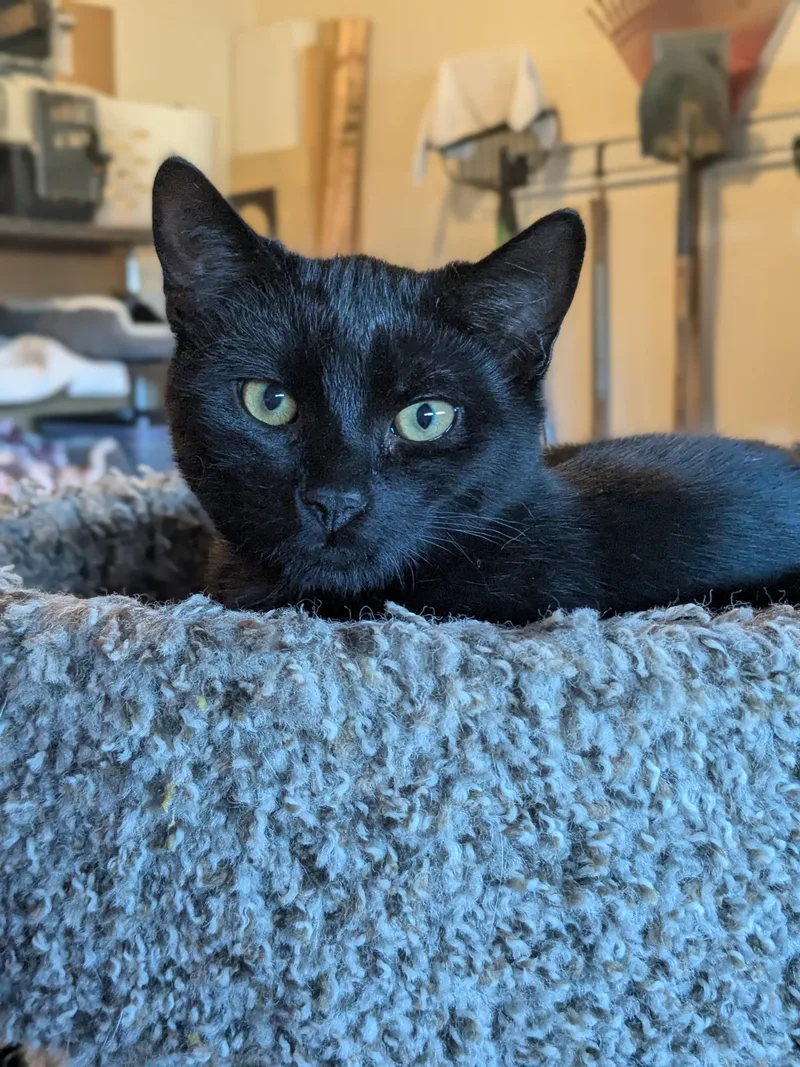 Vincenzo thumbnail 2