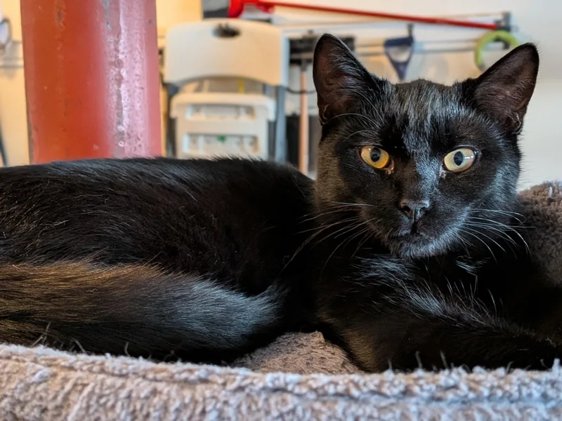 Vincenzo thumbnail 3