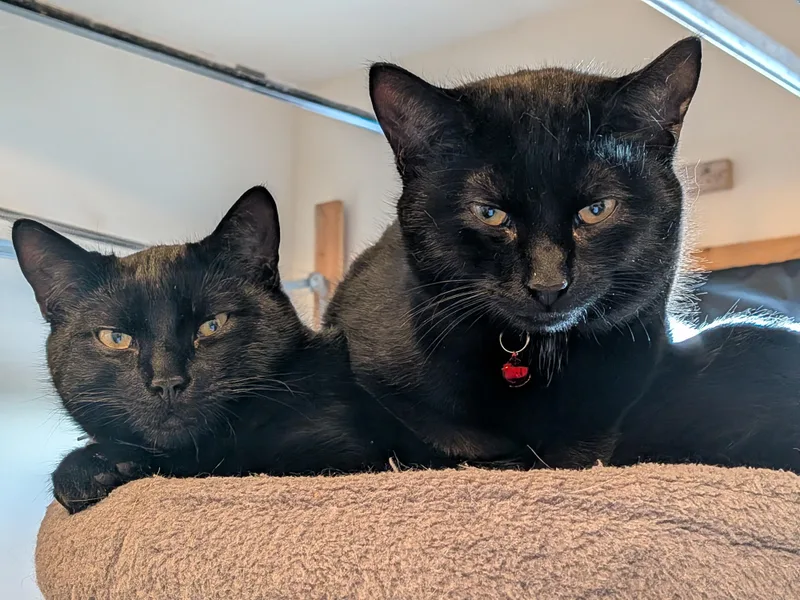 Vincenzo thumbnail 4