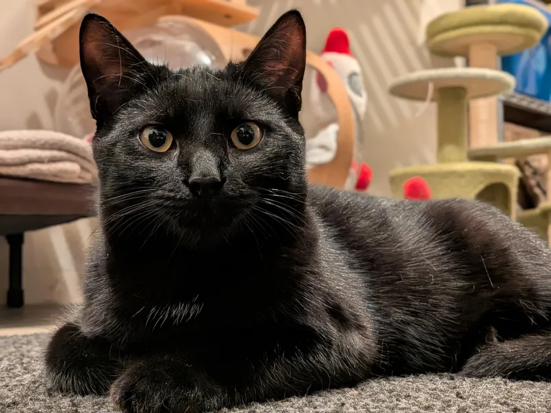 Vincenzo thumbnail 5