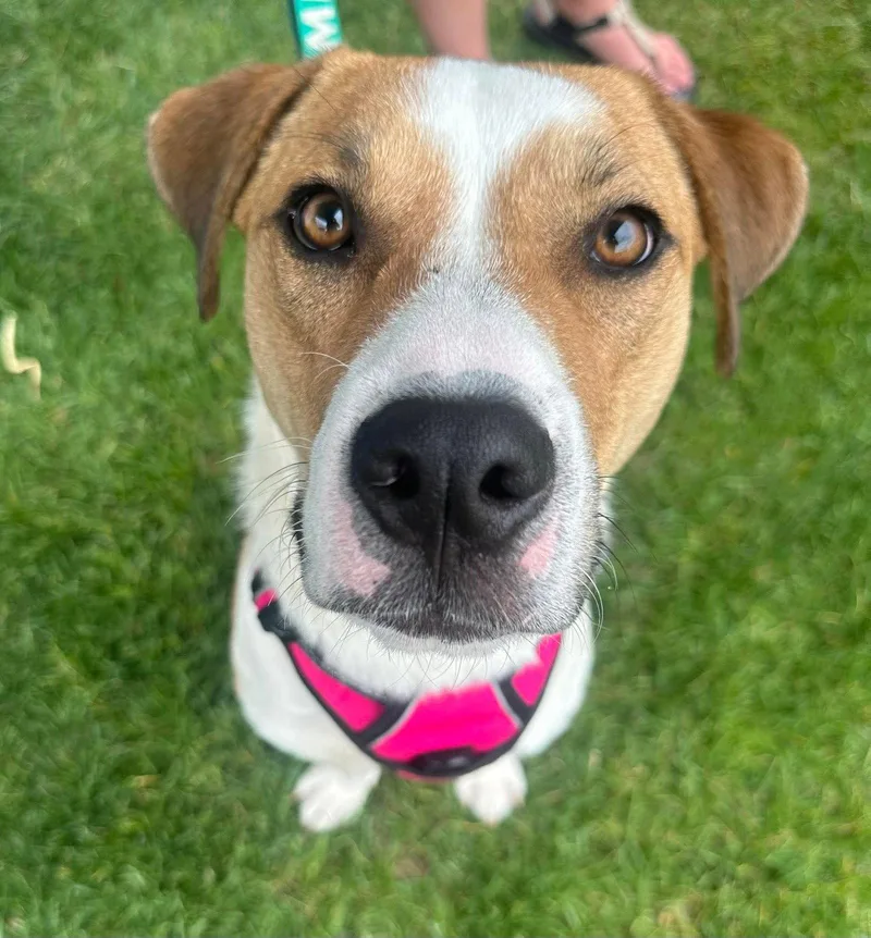 A young medium-sized male Pit Bull Terrier dog named Shark Finn for adoption in Germantown, OH