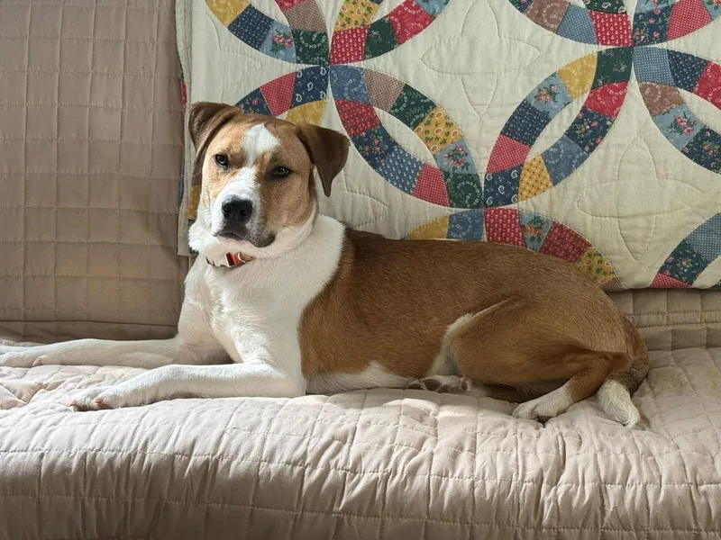 Shark Finn thumbnail 2