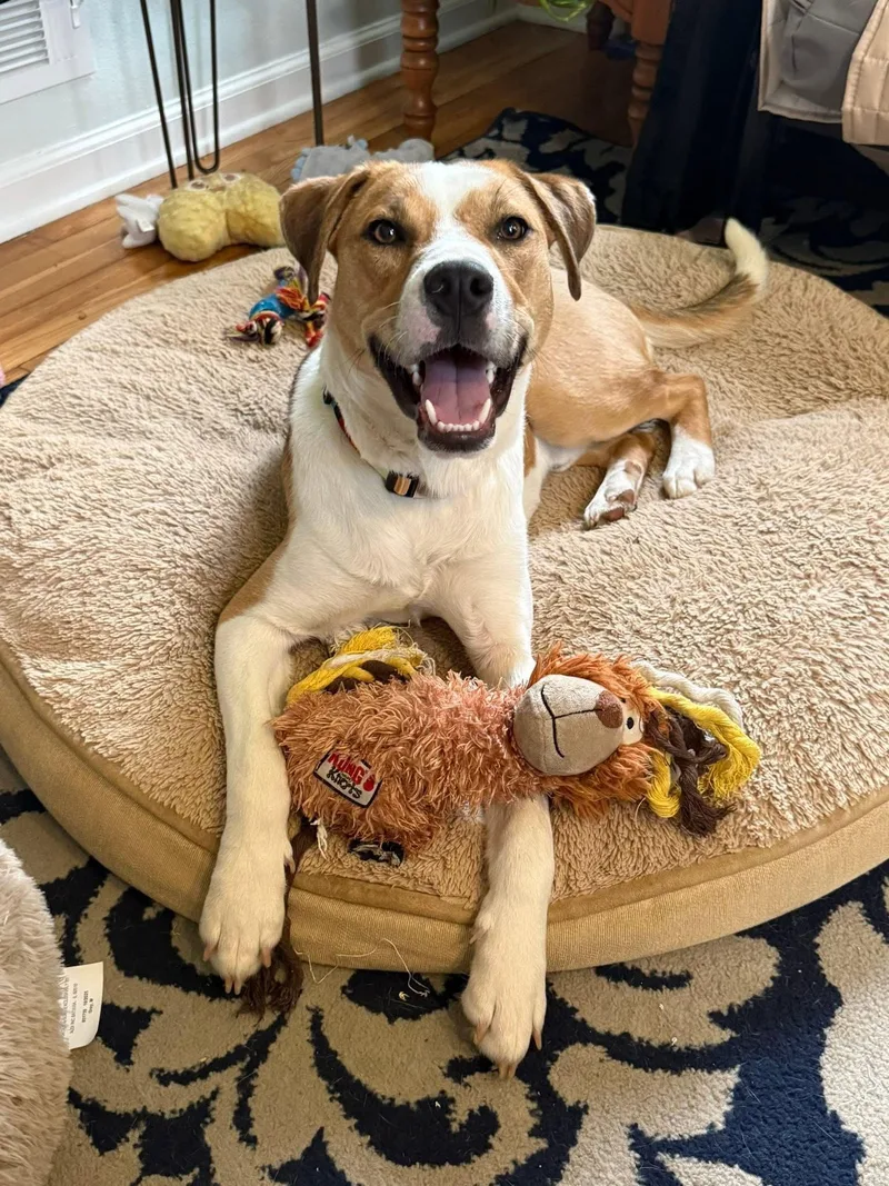 Shark Finn thumbnail 3