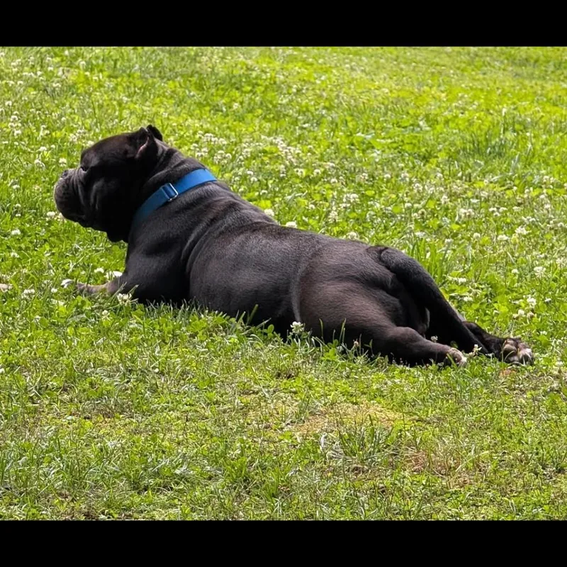 An adult medium-sized female Black American Bully dog named Ming Lee for adoption in Midlothian, VA