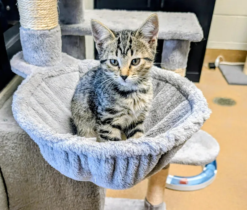 A young medium-sized female Domestic Short Hair cat named Tiny for adoption in Mount Juliet, TN