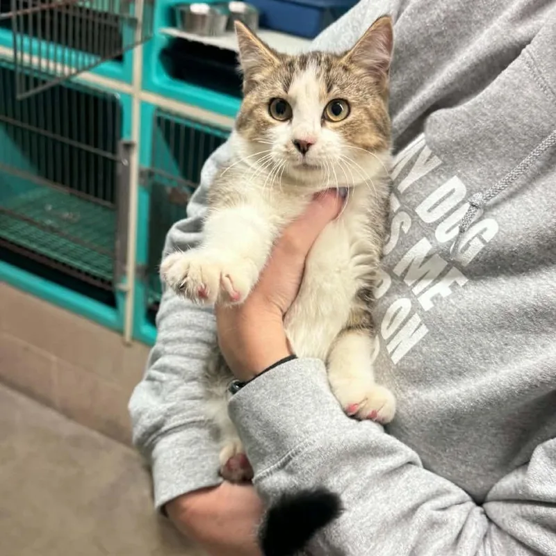 A baby medium-sized male Brown / Chocolate Domestic Short Hair cat named Spike for adoption in Edwardsville, IL