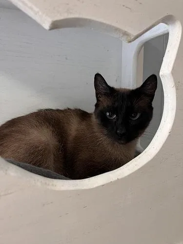 Cat thumbnail 3