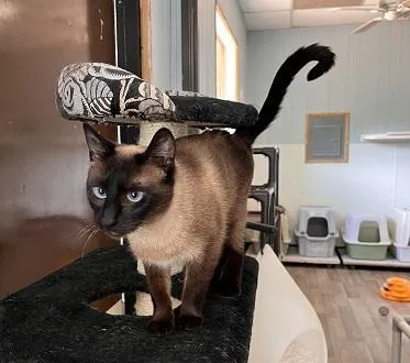 Cat thumbnail 4