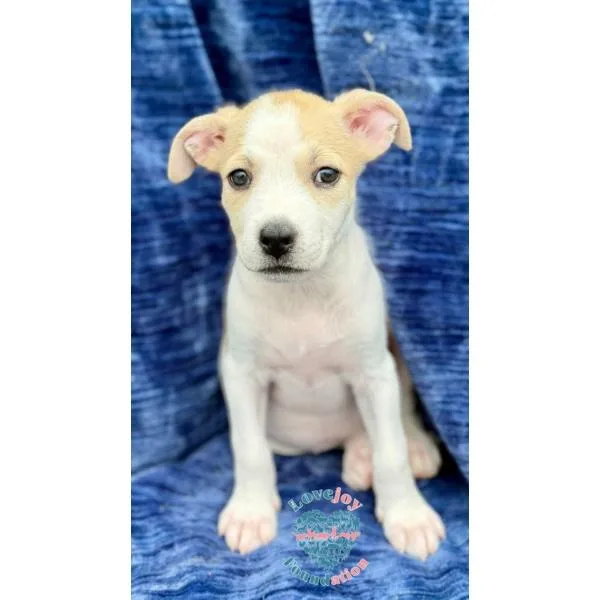 A baby medium-sized female Yellow / Tan / Blond / Fawn Catahoula Leopard Dog dog named Violet Litter for adoption in Inglewood, CA