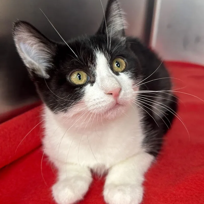 A baby small-sized male Black Domestic Short Hair cat named Beau for adoption in Matteson, IL