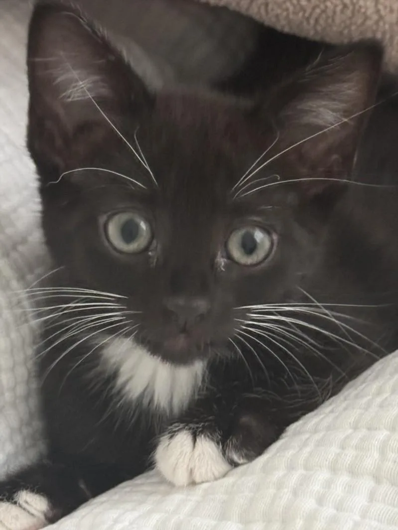 A baby small-sized female Domestic Long Hair cat named Olive for adoption in Burbank, CA