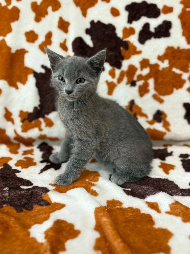 A baby small-sized female Domestic Short Hair cat named Mac for adoption in Warrenton, NC