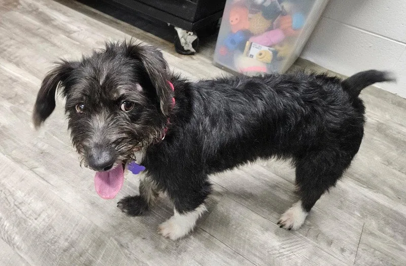 An adult medium-sized female Terrier dog named Nyx for adoption in Ellijay, GA