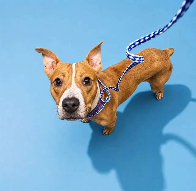 A young small-sized male Mixed Breed dog named Winston for adoption in Jacksonville, FL