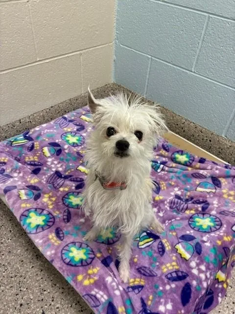An adult small-sized female Terrier dog named Navi for adoption in Brighton, CO