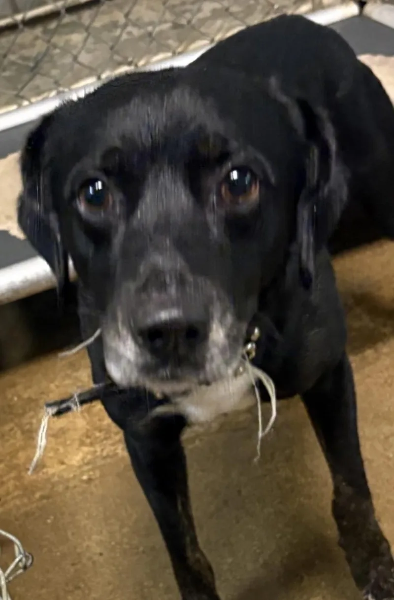 An adult medium-sized male Black Labrador Retriever dog named Whisker Hold for adoption in Canton, OH