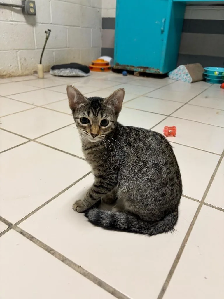 A baby small-sized female Domestic Long Hair cat named Mary for adoption in Big Spring, TX