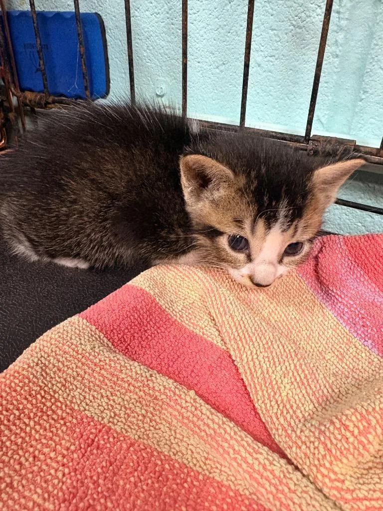 A baby small-sized male Domestic Medium Hair cat named Terry Labonte for adoption in Rockport, TX