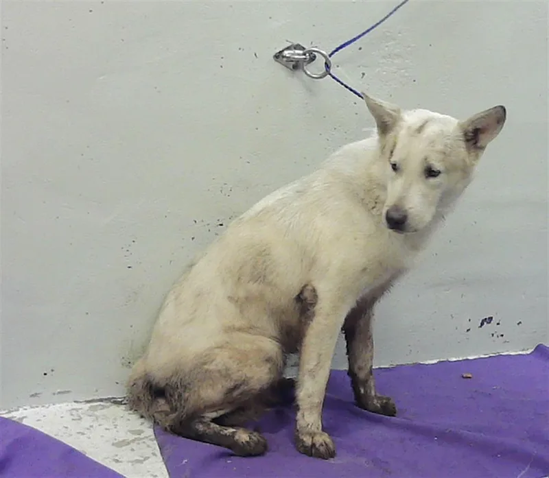 An adult large-sized male Siberian Husky dog named Xavier for adoption in Houston, TX