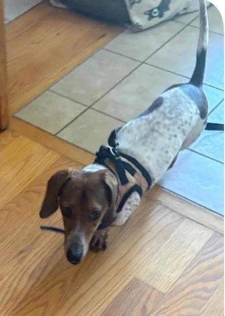 A young medium-sized male Dachshund dog named Little Richard ~ for adoption in Columbia, TN