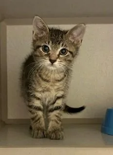 A baby medium-sized female Tabby (Buff / Tan / Fawn) Domestic Short Hair cat named Galaxy for adoption in Mason City, IA