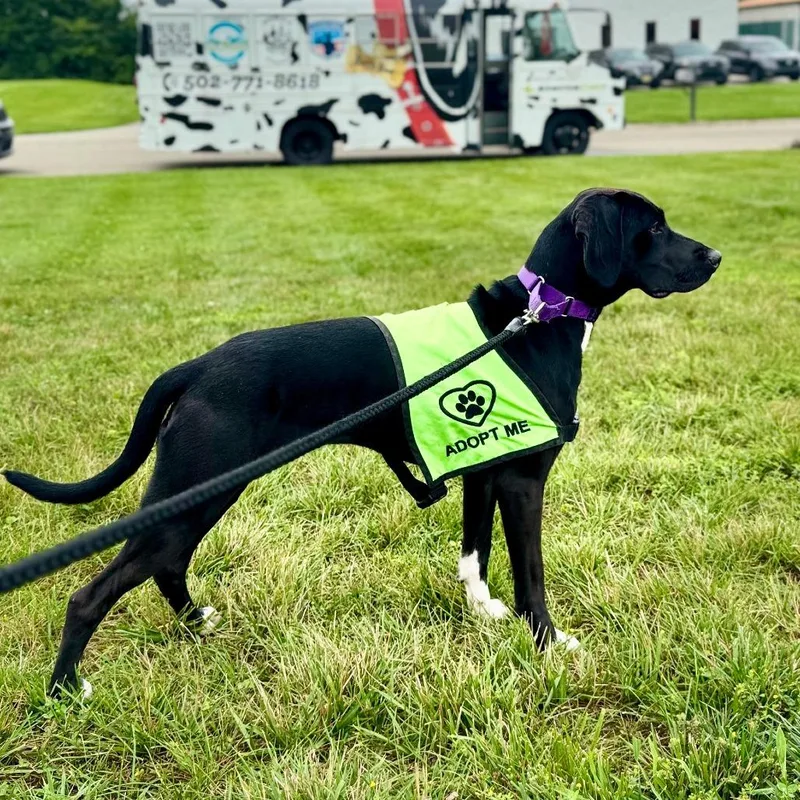 A young medium-sized female Black Hound dog named Elphaba for adoption in La Grange, KY