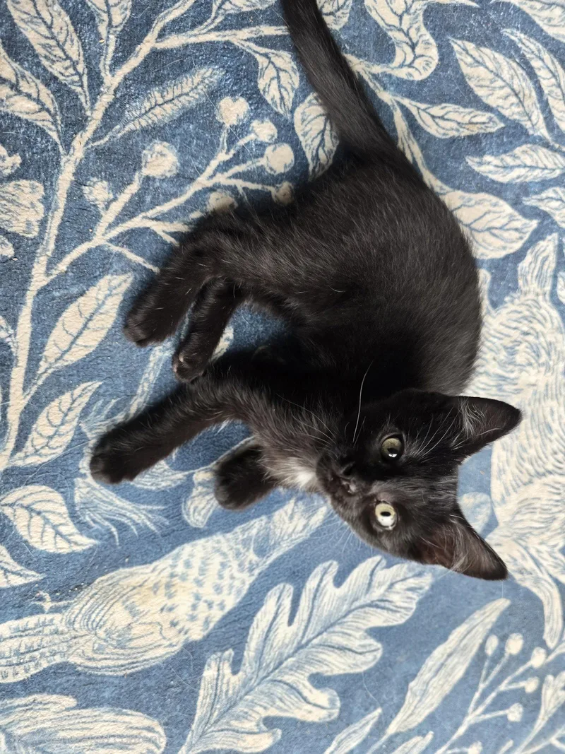 A young medium-sized male Black Domestic Short Hair cat named Apostrophe for adoption in Aurora, CO