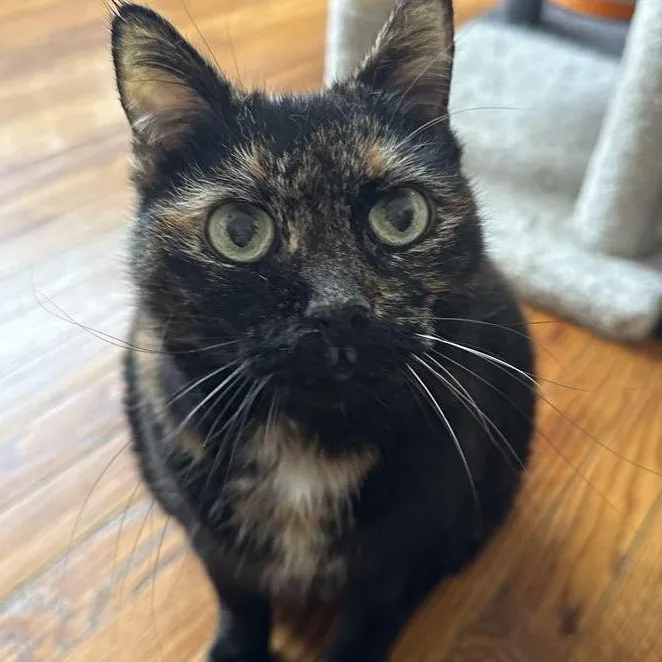 An adult extra large-sized female Tortoiseshell cat named Shelby for adoption in Huntington, NY
