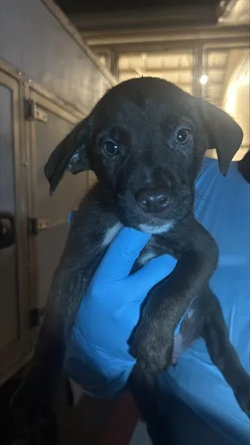 A baby small-sized male American Staffordshire Terrier dog named Hornet for adoption in San Antonio, TX
