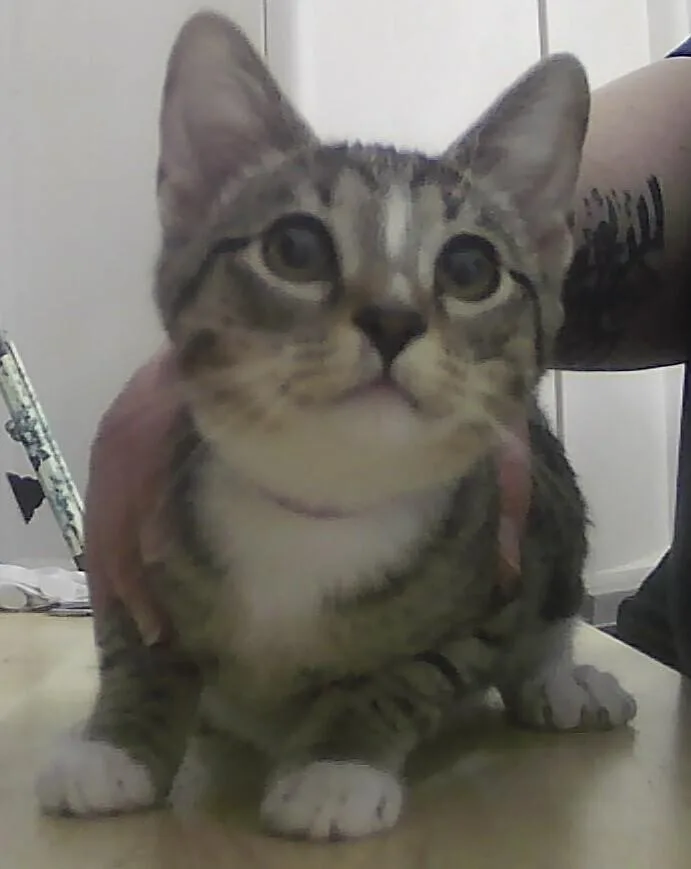 A baby small-sized female Domestic Short Hair cat named Crystal for adoption in Anoka, MN