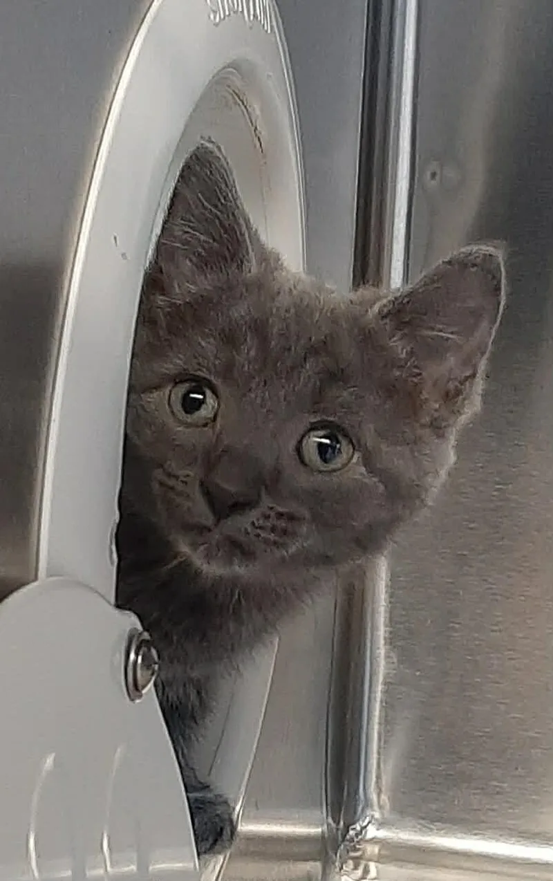 A baby medium-sized female Tabby (Gray / Blue / Silver) Domestic Short Hair cat named Sid for adoption in Georgetown, OH